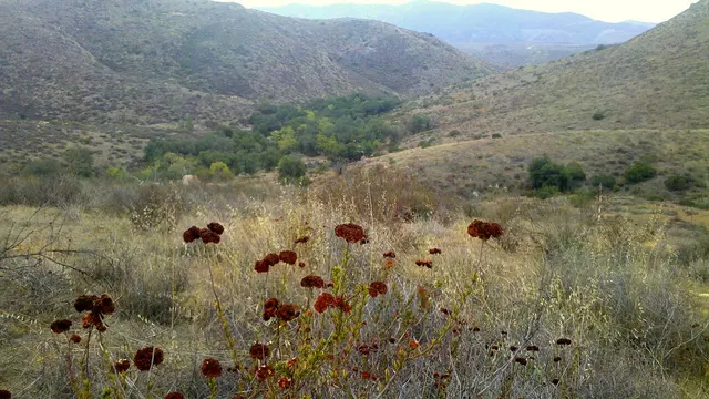 Hollenbeck Canyon