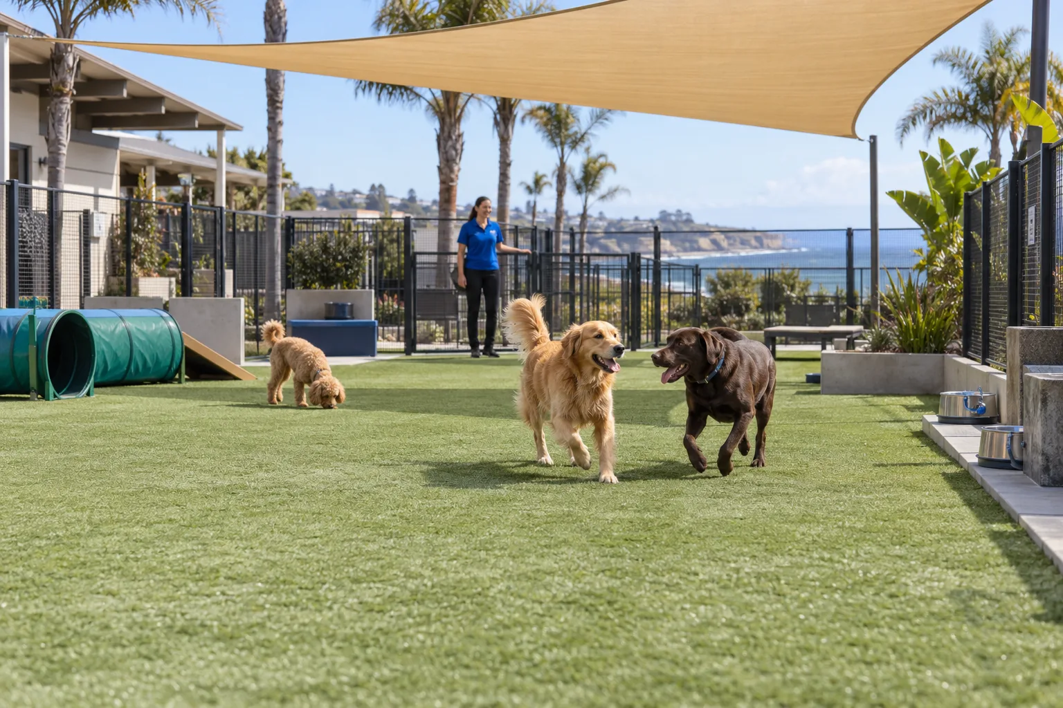 Dogs playing and exploring a shaded outdoor boarding and daycare yard